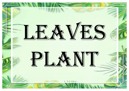 Leaves & Plant
